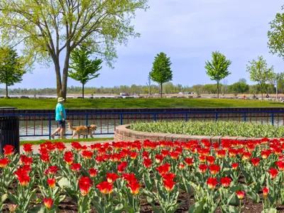 Person walking their dog near red flowers in Millenium Garden.
