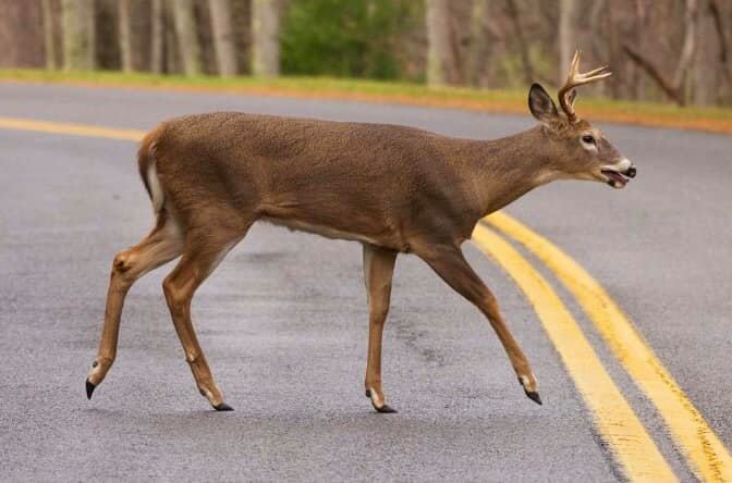 Deer crossing road