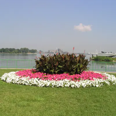 Pink and white flowerbed by the waterfront.
