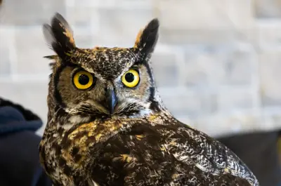 An alert owl.
