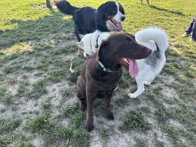 Dogs socializing at a dog park.