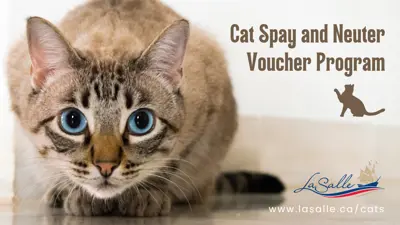 Cat spay or neuter voucher program.