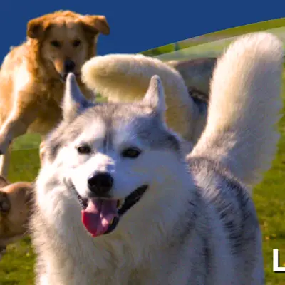 Dog park website banner.