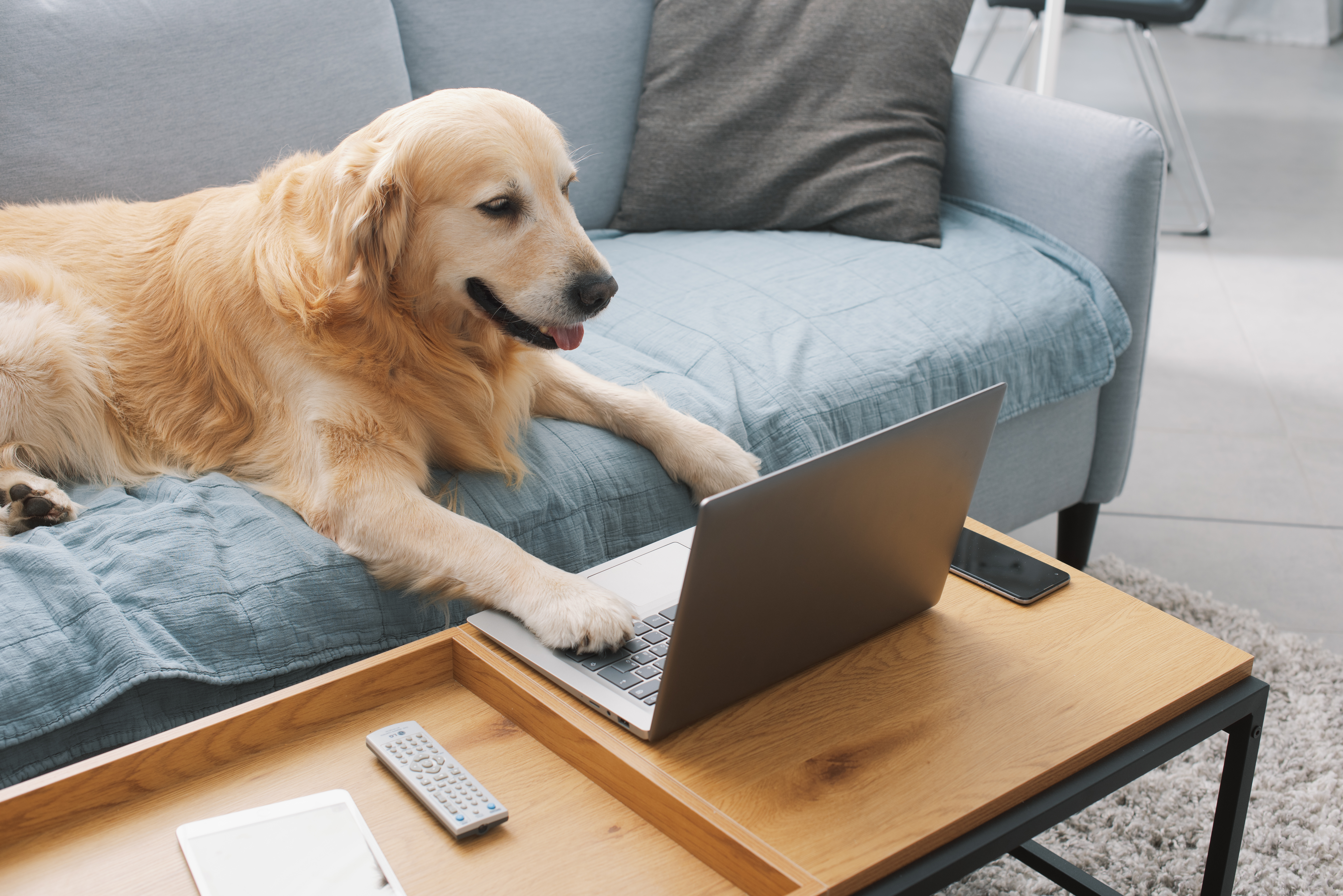 Dog licence graphic.