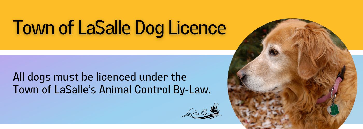 Dog Licensing Image