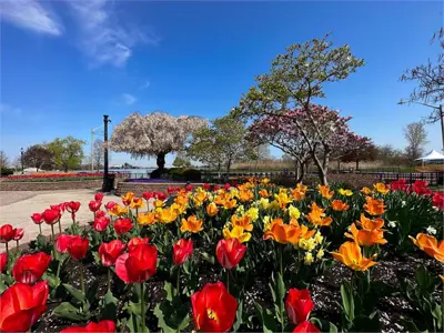 Flowers by the waterfront.