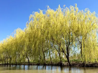 Trees along River Canard.