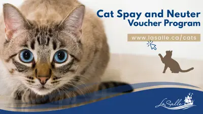 Cat Spay and Neuter Voucher Program News Release Graphic