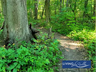 Dirt path in Brunet Woods.