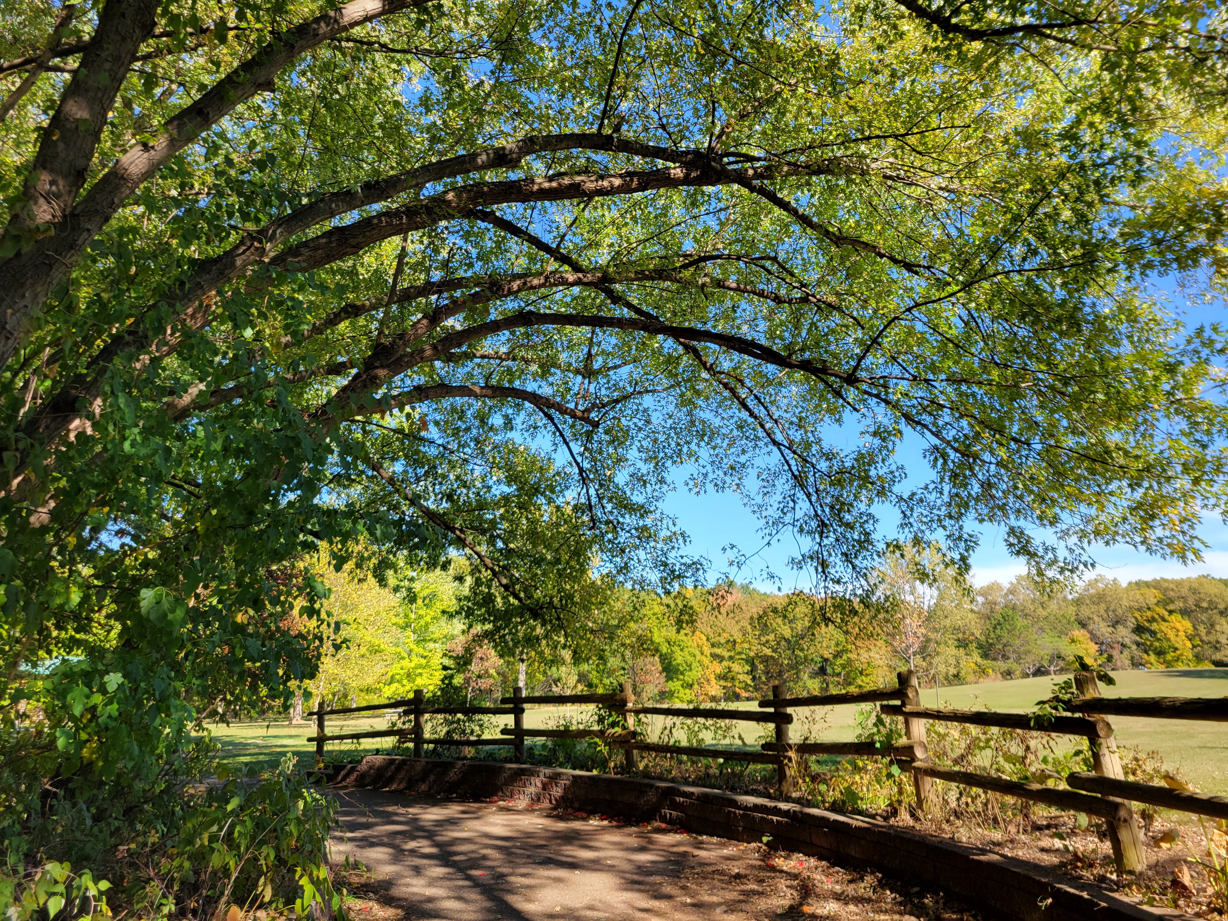 Trees arching over a trail path in Brunet Park.